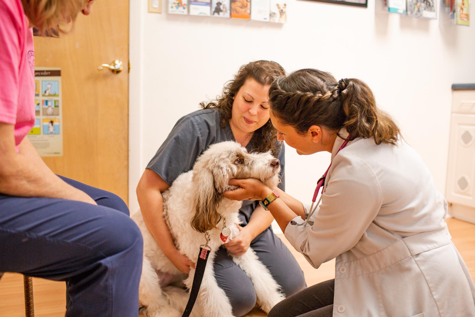 New Veterinary Grads: Design Your Veterinary Career (Before It Designs You)