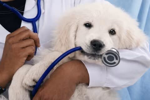Land Your Dream Veterinary School- Getting Started Package 